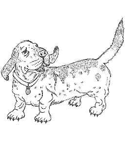 Dog Shadow Dog Shadow